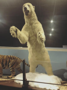 Polar bear