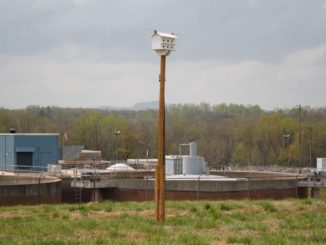 Purple martin condo on pole in front of wastewater treatment plant