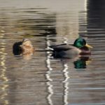 Male and female mallard ducks swimming