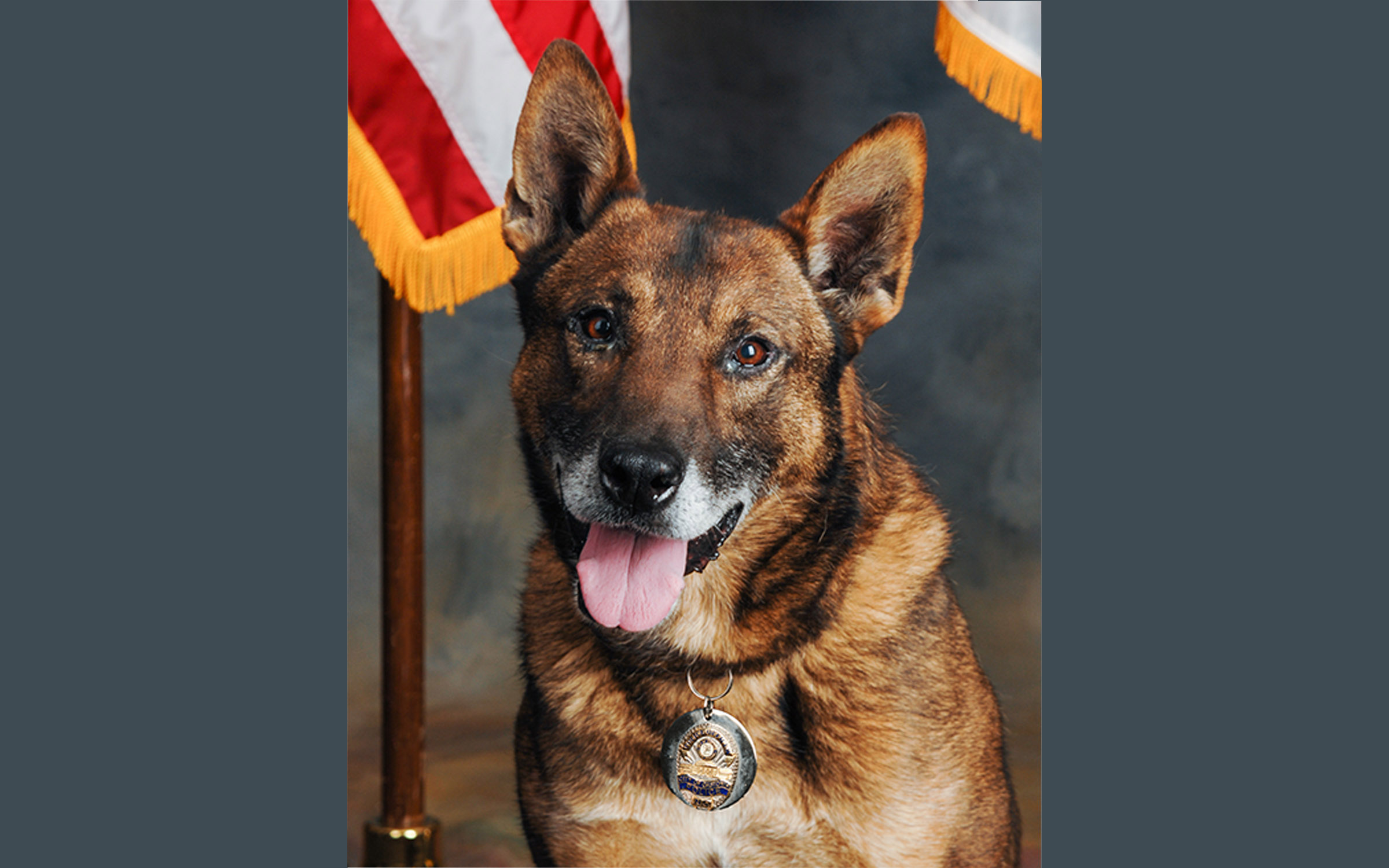 Gastonia Police K-9 Taz retires - City News Source