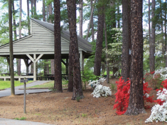 Trees, blooming azaleas and picnic shelter