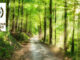 Path through wooded area with Carolina Thread Trail logo