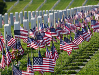 American flags in rows in cemetery