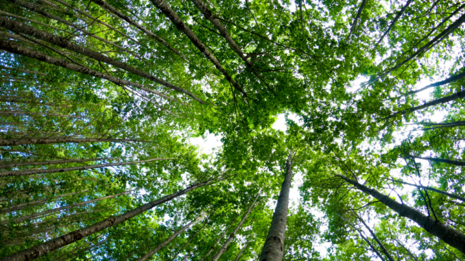 Looking up at all trees and leaves